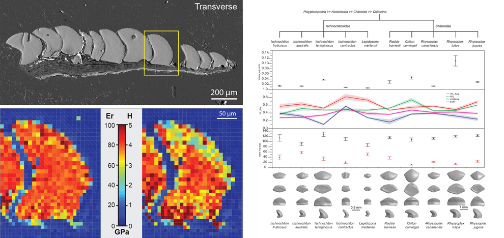 biologically-inspired-lessons-chiton-scales-design-flexible-armors-2 biologically-inspired-lessons-chiton-scales-design-flexible-armors-2